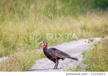 Southern ground hornbill with a kill. 31183653