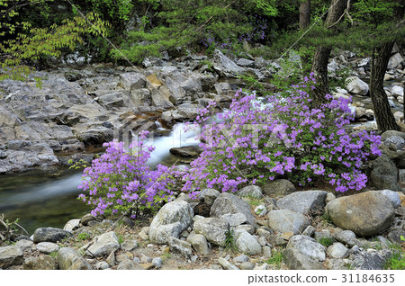 Mountain, valley, Jiri, Namwon, Jeonbuk Mountain, valley, Jiri, Namwon, Jeonbuk 31184635
