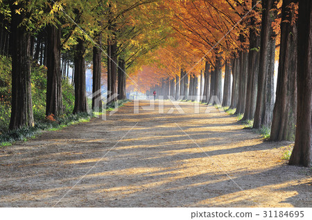 Metasequire, Jinan County, Jeonbuk Province 31184695