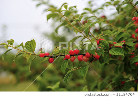 Cherry Cherry 31184704