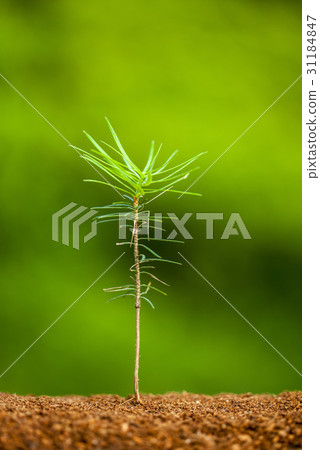 Buds, pine trees 31184847