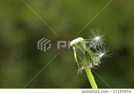 蒲公英 蒲公英 31184850