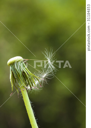 蒲公英 蒲公英 31184853