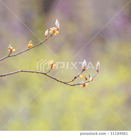 豆芽,玉米油 豆芽,玉米油 31184981