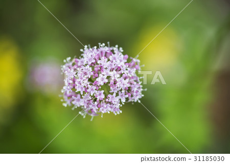 Spiny grass Spiny grass 31185030