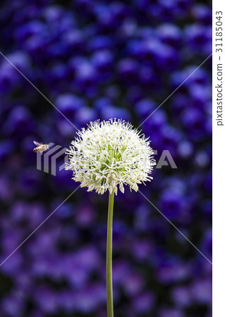 蜜蜂,山韭菜 蜜蜂,山韭菜 31185043