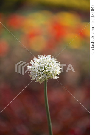 Mountain leek Mountain leek 31185045