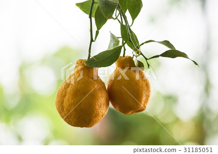 Hanbalong Hanbalong 31185051