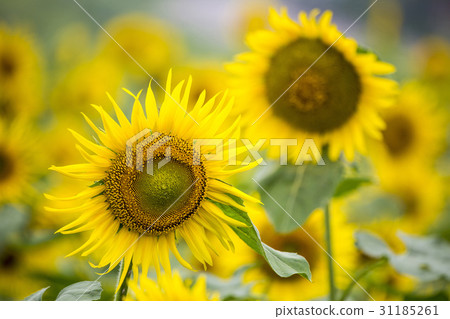 sunflower 31185261