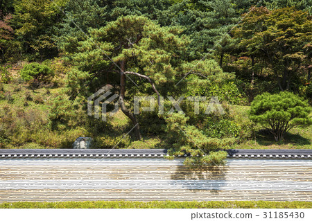 Pine Tree, Wow Chungsu, Yongin-si, Gyeonggi-do 31185430