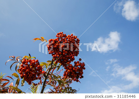 rowan rowan 31185446