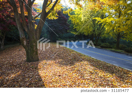 京畿道龍仁市 京畿道龍仁市 31185477