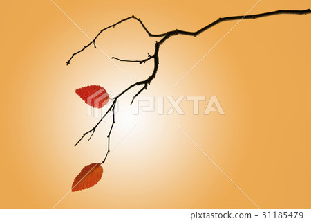 葉子 葉子 31185479