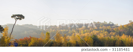 Pine, Yongin, Gyeonggi-do 31185481