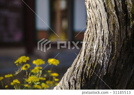 樹,Shinreksa,Bongmisan,驪州市,京畿道 樹,Shinreksa,Bongmisan,驪州市,京畿道 31185513