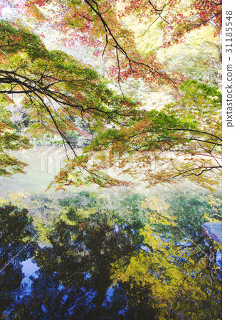 Maple，wave，Baekam Mountain，Changseong County，Jeonnam 31185548