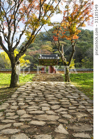 Maple trees, Baekyangsa, Baekam Mountain, Changseong County, Jeonnam 31185549
