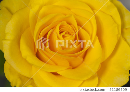 rose rose 31186509