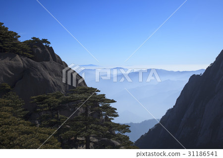 松，黃山，安徽，中國 31186541
