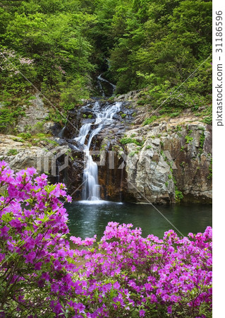 Sycamore, waterfall, Gapyeong-gun, Gyeonggi-do 31186596