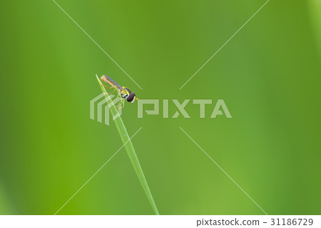 Grass, flower light Grass, flower light 31186729