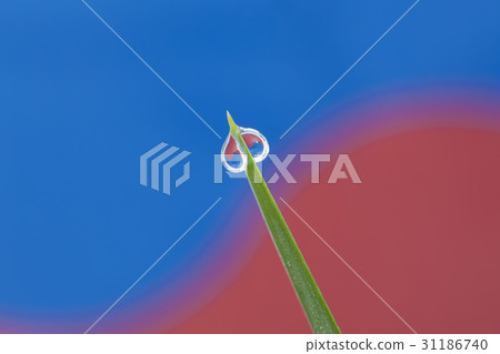 草,露水,旗桿 草,露水,旗桿 31186740