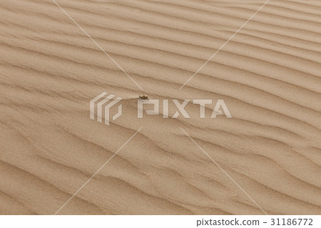 Bar Jinsun Desert, Inner Mongolia, China 31186772