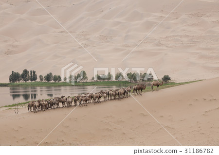 駱駝，酒吧京林沙漠，內蒙古，中國 31186782