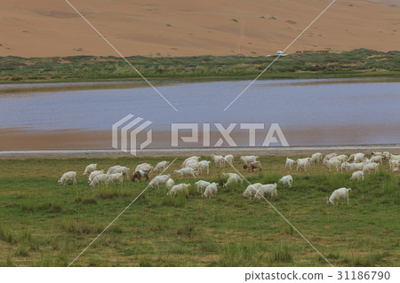 Sheep, Bar Jinsun Desert, Inner Mongolia, China 31186790