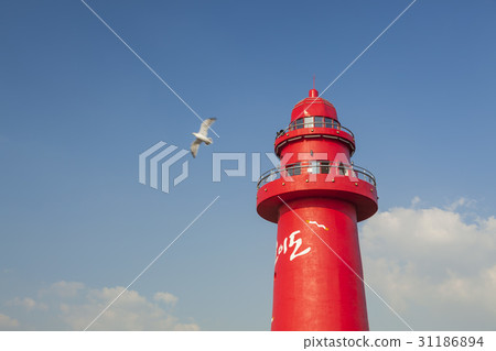 Seagull, Lighthouse, Oido, Siheung, Gyeonggi-do Seagull, Lighthouse, Oido, Siheung, Gyeonggi-do 31186894