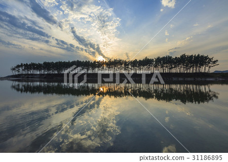 Pine Tree, Fishing Beach, Taean Coast National Park, Taean County, Chungnam Pine Tree, Fishing Beach, Taean Coast National Park, Taean County, Chungnam 31186895