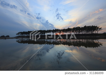 松樹，漁海灘，泰安海岸國家公園，泰安縣，忠南 31186899