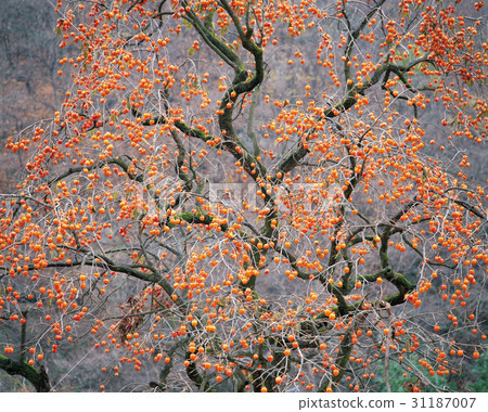 柿子，Baekyangsa，Jangseong-gun，全南 31187007