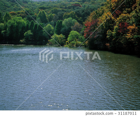 水庫,首爾國立大學公園,果川市,京畿道 水庫,首爾國立大學公園,果川市,京畿道 31187011
