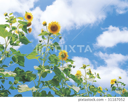 sunflower 31187052
