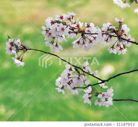 Cherry Blossom 31187053