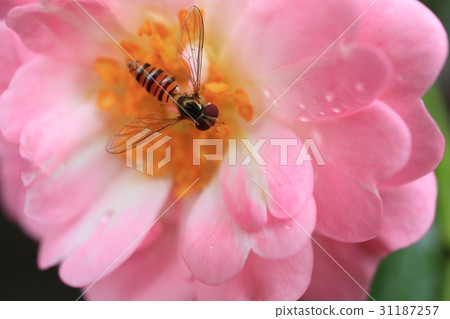 粉紅色的小玫瑰花朵·仙女浩山ta ave 31187257