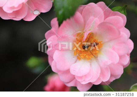 粉紅色的小玫瑰花朵·仙女浩山ta ave 31187258