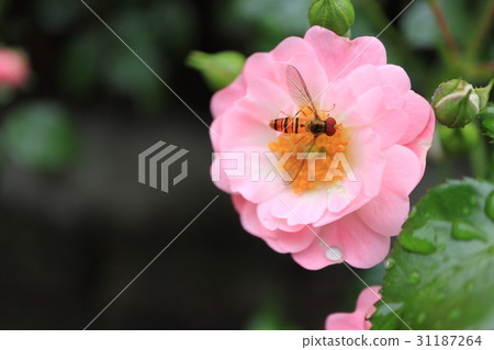 粉紅色的小玫瑰花朵·仙女浩山ta ave 31187264