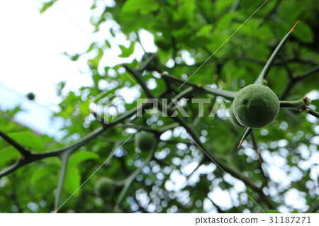 Fresh green and fruit on the young leaves of the colorful tree 31187271