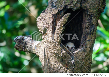 Bird spotted chick owl 31187297