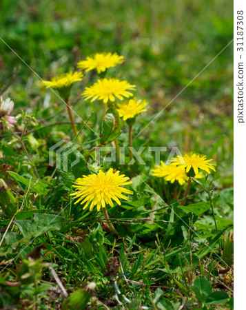 Dandelion Dandelion 31187308