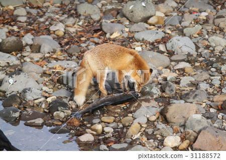 Kita狐狸吃三文魚的粘液 31188572