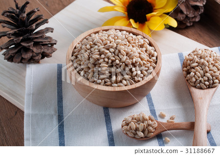pearls barley grain seed on background. 31188667