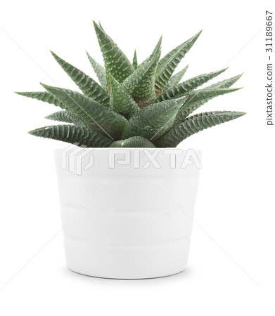 haworthia limifolia isolate 31189667