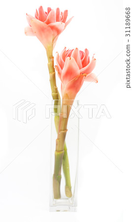 closeup pink torch ginger flower etlingera elatior 31189668