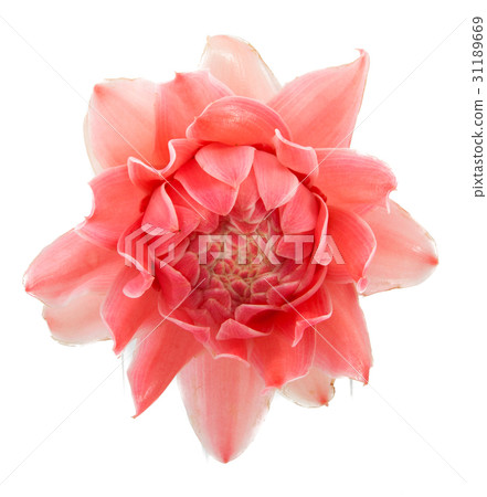 closeup pink torch ginger flower etlingera elatior 31189669