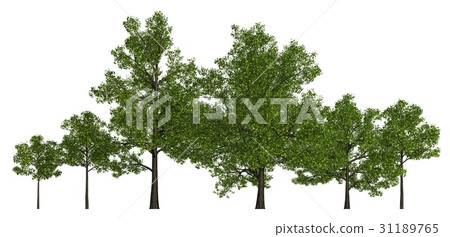 Trees in a row isolated on white 3d illustration 31189765