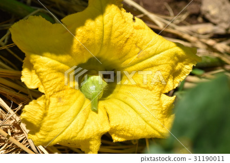 Delicious pumpkin food self-sufficiency food crisis food shortage soaring prices 31190011