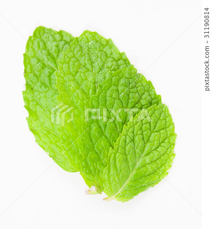 fresh mint leaves isolated fresh mint leaves isolated 31190814